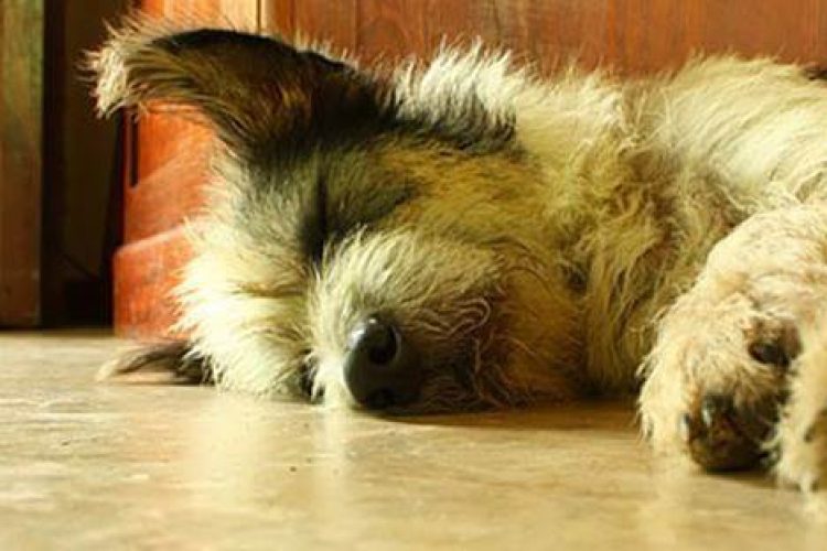 Un perro durmiendo la siesta.
