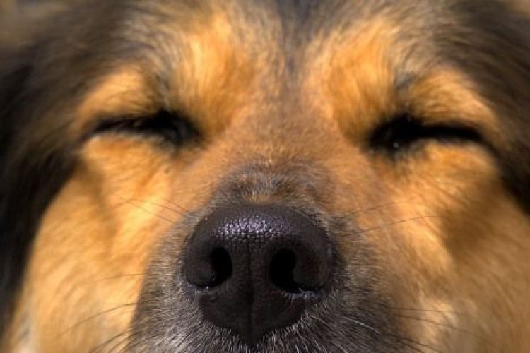 perro-dormido