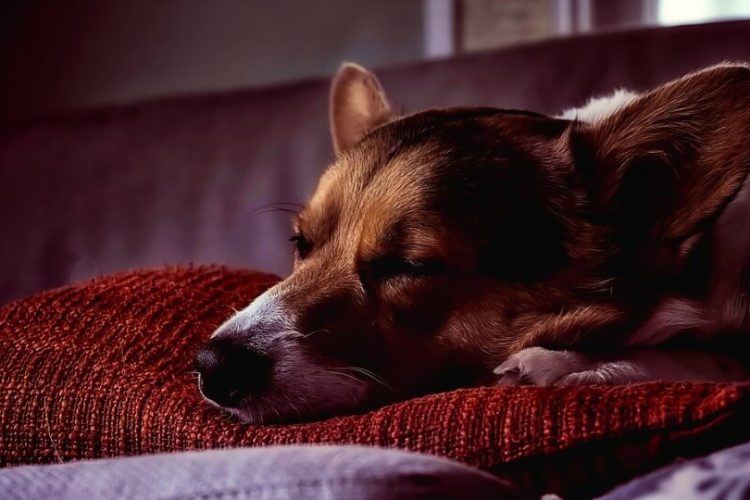 perro duerme mucho con los ojos abiertos