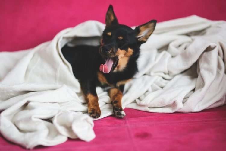Mi perro duerme mucho, qué le pasa