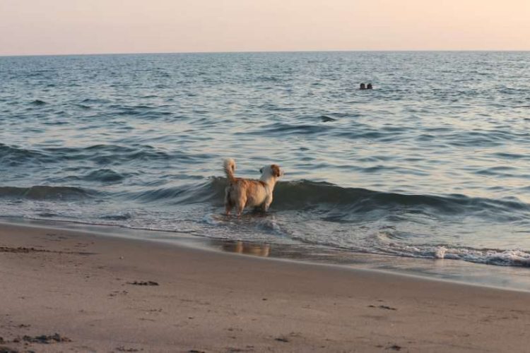 perro en agua del mar