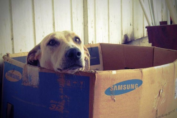 Cómo afectan las mudanzas a los perros
