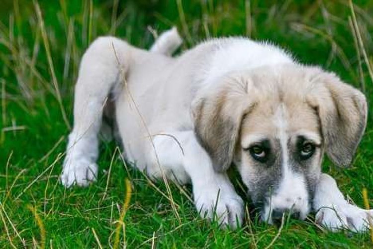 Perro mestizo enfermo en un jardín.