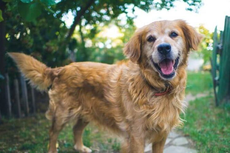 perro feliz