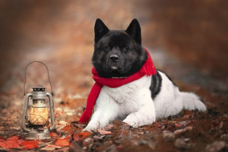 cómo saber que un perro tiene frío