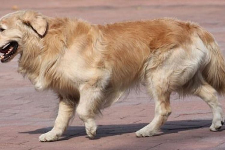 Perro castrado jugando felizmente