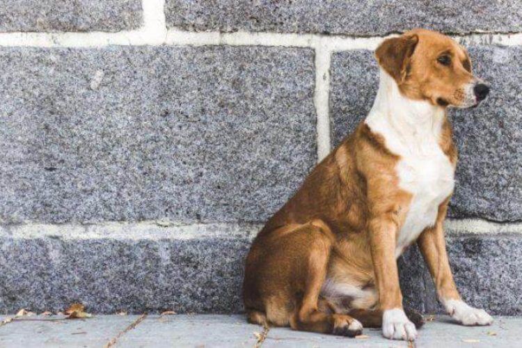 Perro sentado en la calle.