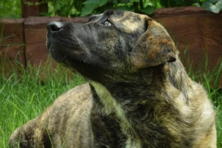 Perro mirando al cielo.