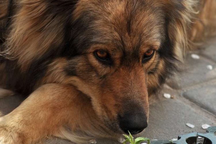 perro muerde sus patas