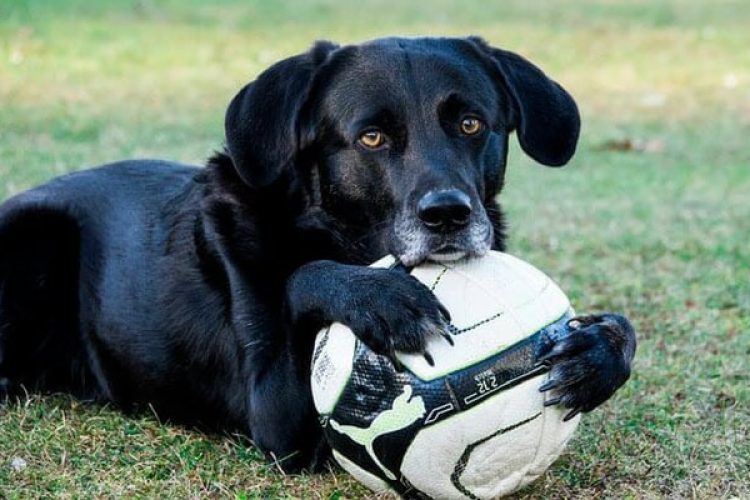 sindrome perro negro