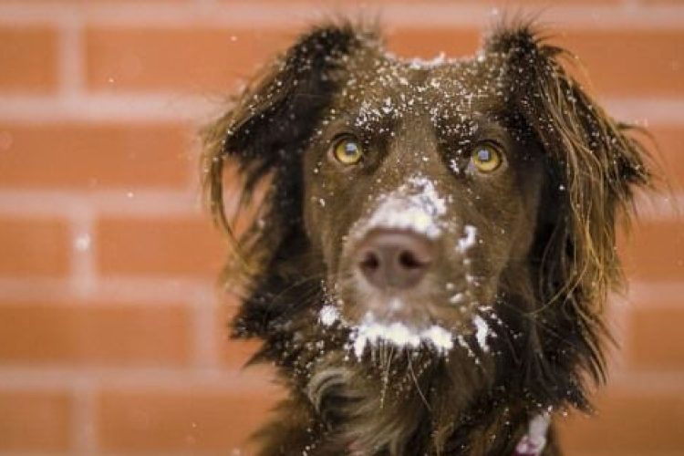 Perro mestizo con nieve en la cara.
