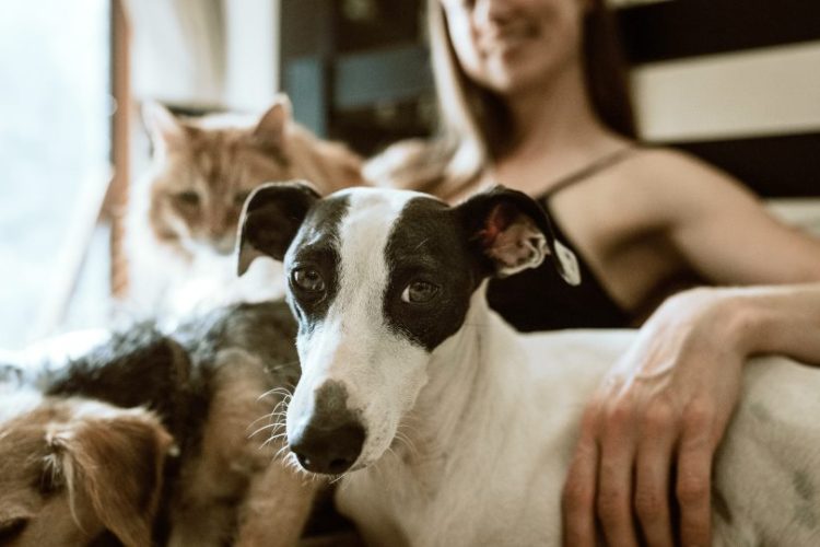 perro o gato personalidad humana