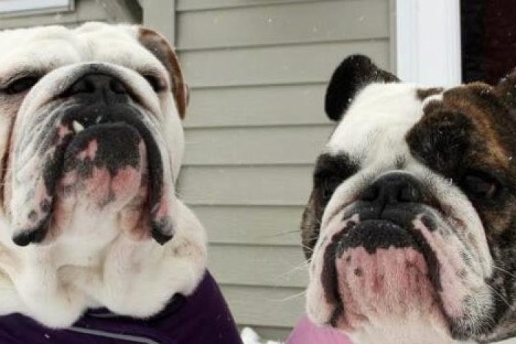 NetPet, una forma de encontrar pareja para nuestras mascotas.