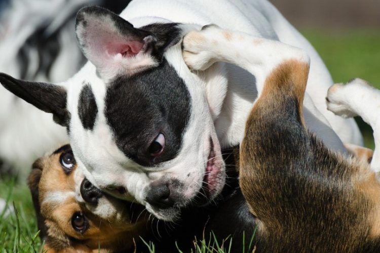 perro pelea con perro