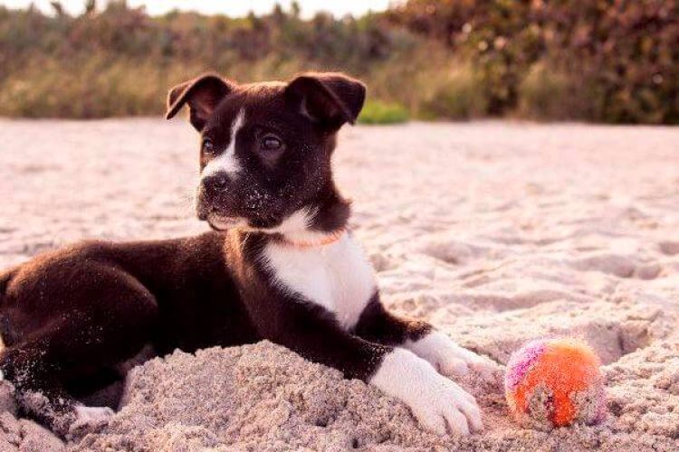 perro-pelota
