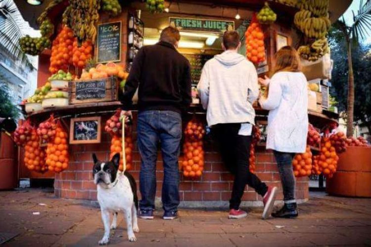 Las frutas que son más importantes para los perros.