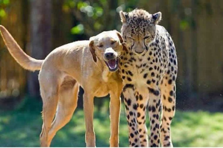 perro cuidando de un guepardo