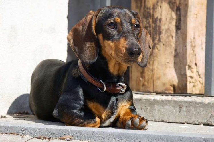 perros salchicha
