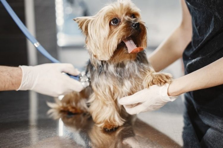 perro sano en el veterinario
