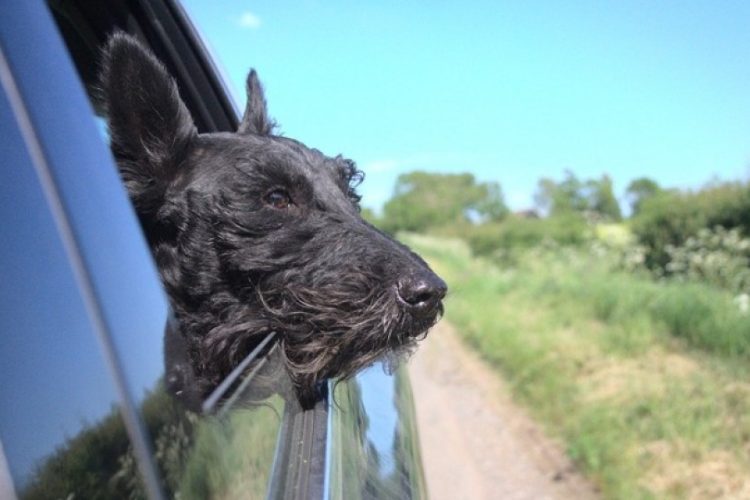 Perro se marea viajando en coche