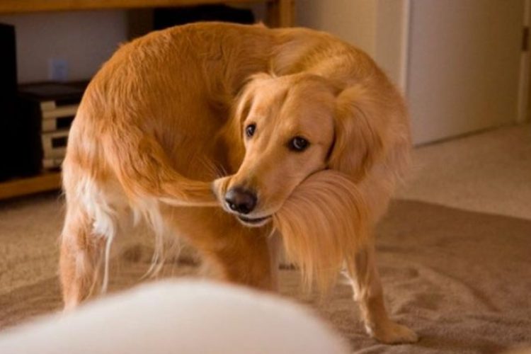 Perro se muerde la cola