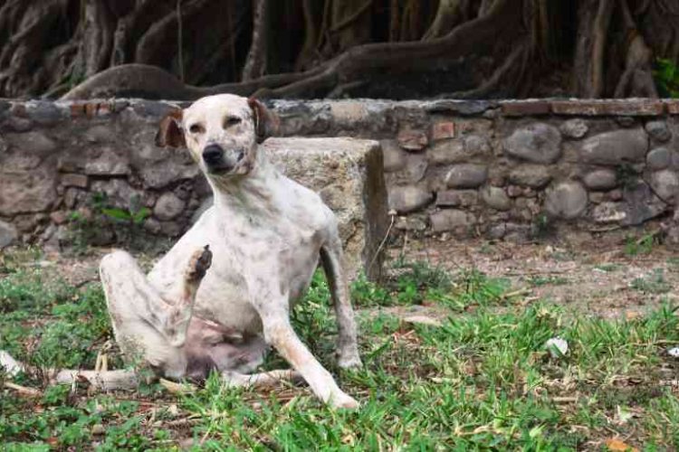 perro se rasca