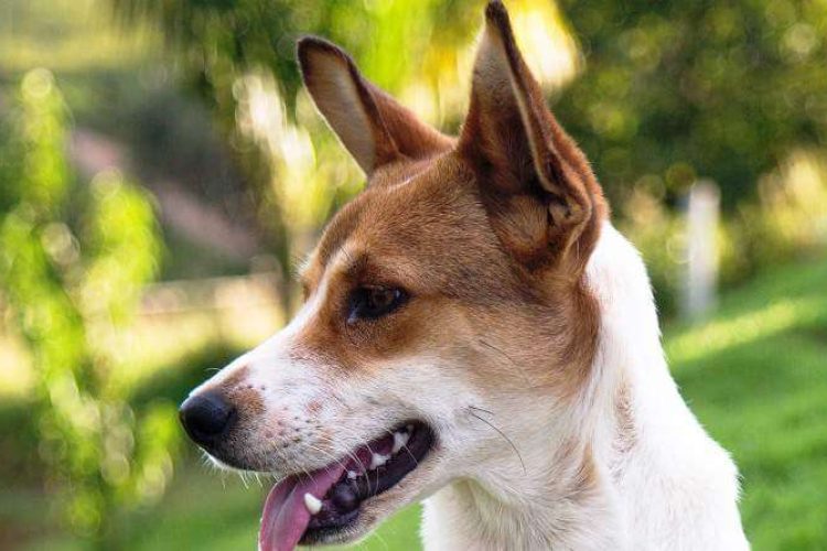 perro-sin-raza