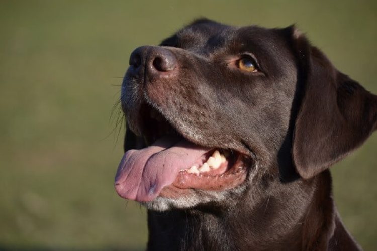 los perros sudan