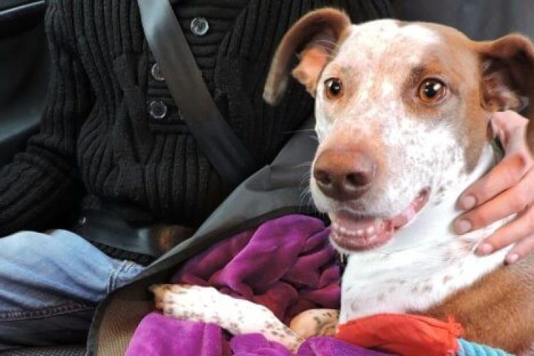 Taxiguau es una iniciativa nacida en la ciudad de Zaragoza para dar respuesta a una necesidad real, el transporte de mascotas.