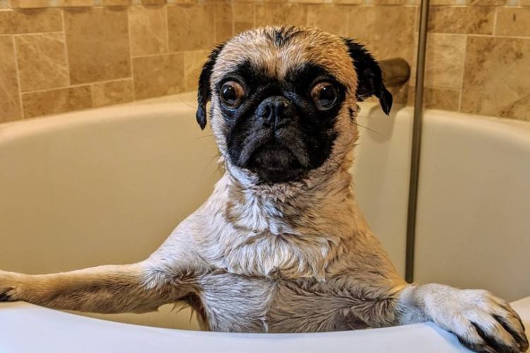 mi perro tiene miedo al baño