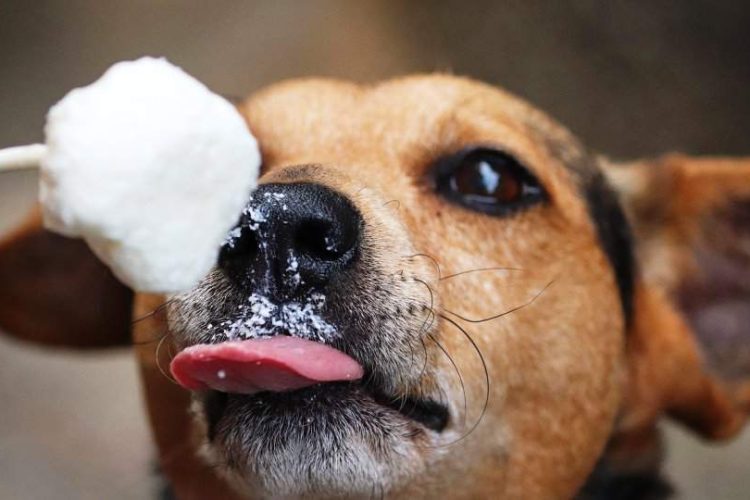 perro toma hielo