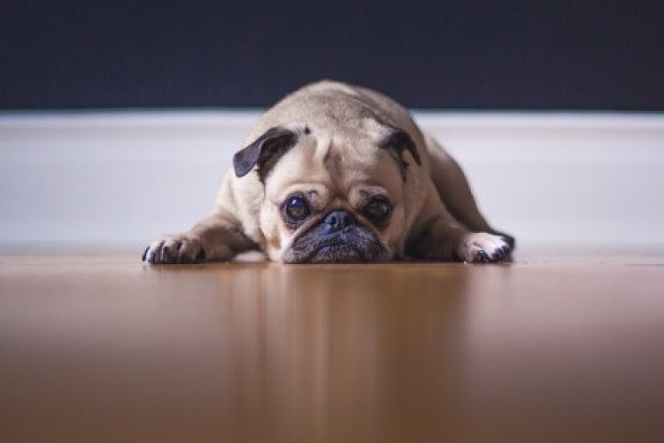 Perro tumbado con ansiedad