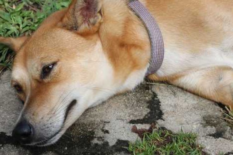 shiba-inu-tumbado