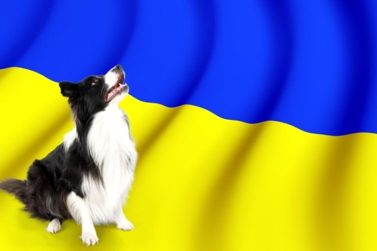protocolo para perros de Ucrania en España