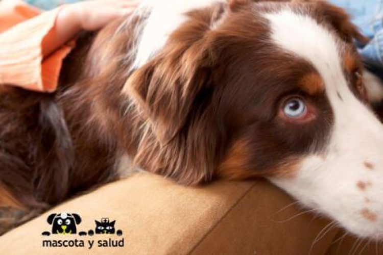 Los registros indican que la población que convive diariamente con su mascota es cada vez mayor.