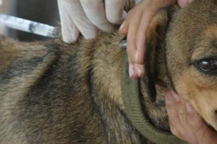 El objetivo es que la prevención alcance al 80% de las mascotas.