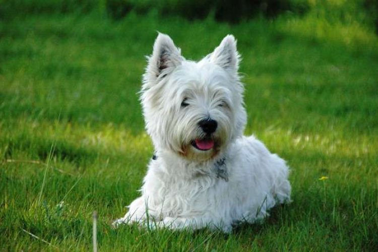 perros highlands