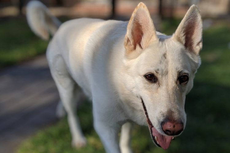 Indospicina en perros