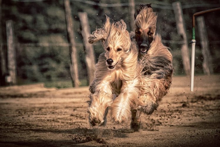 perros más peludos