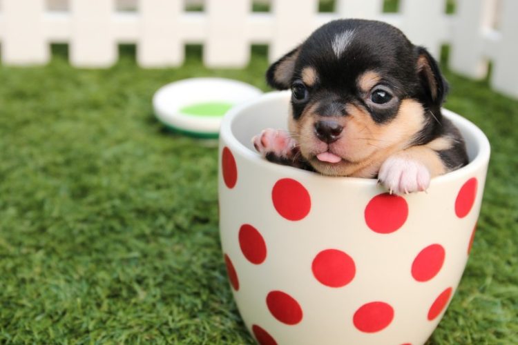 perros más pequeños