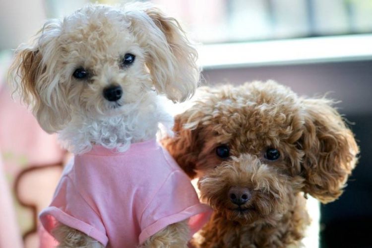 perros mini
