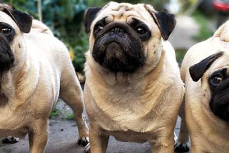 perro gordo