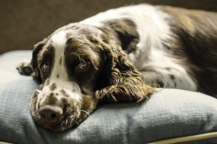perros rascan cojín antes de dormir