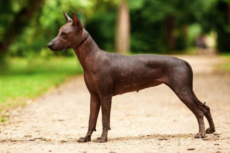perros sin pelos