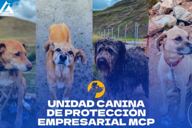 perros vigilan las minas Toromocho