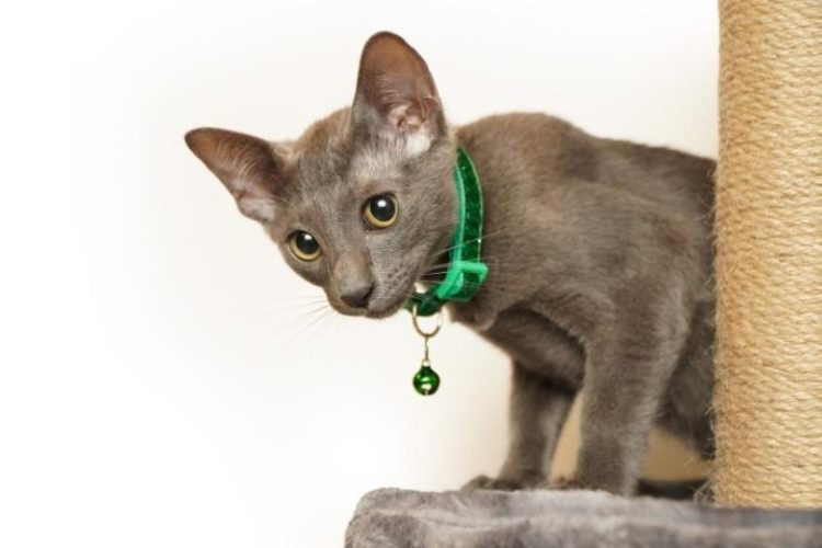 peso ideal de un gato