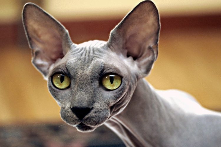 gato Peterbald