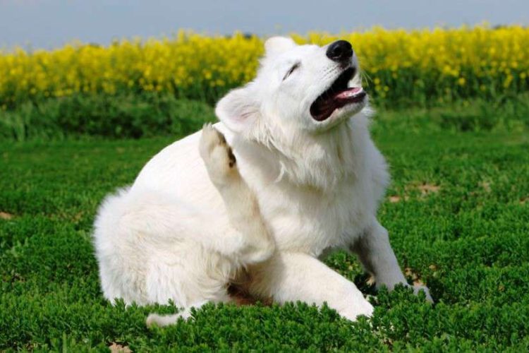 Pioderma canina