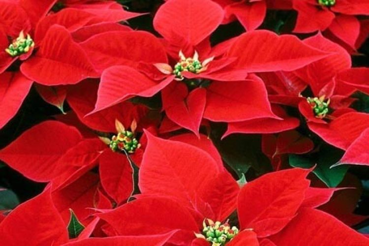 plantas-toxicas-para-animales