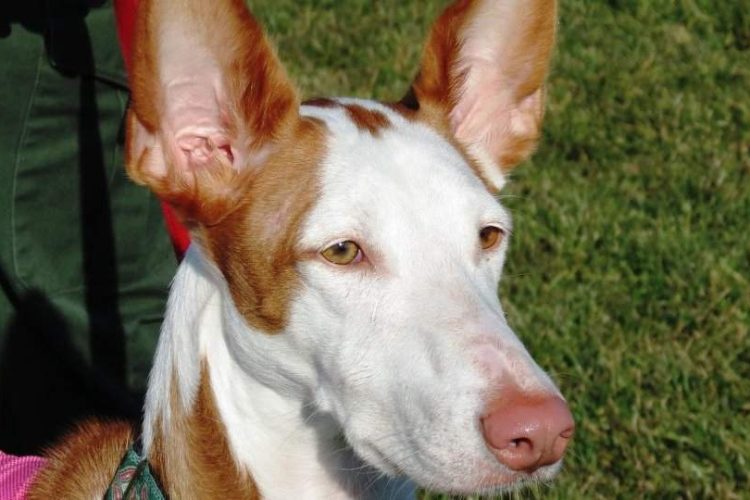 podenco ibicenco